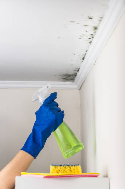 Best DIY Mold Remediation Support Services in Columbus, MT